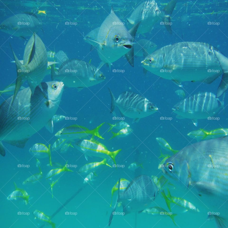 Ocean Fish. In the Florida Keys, the are true beauties