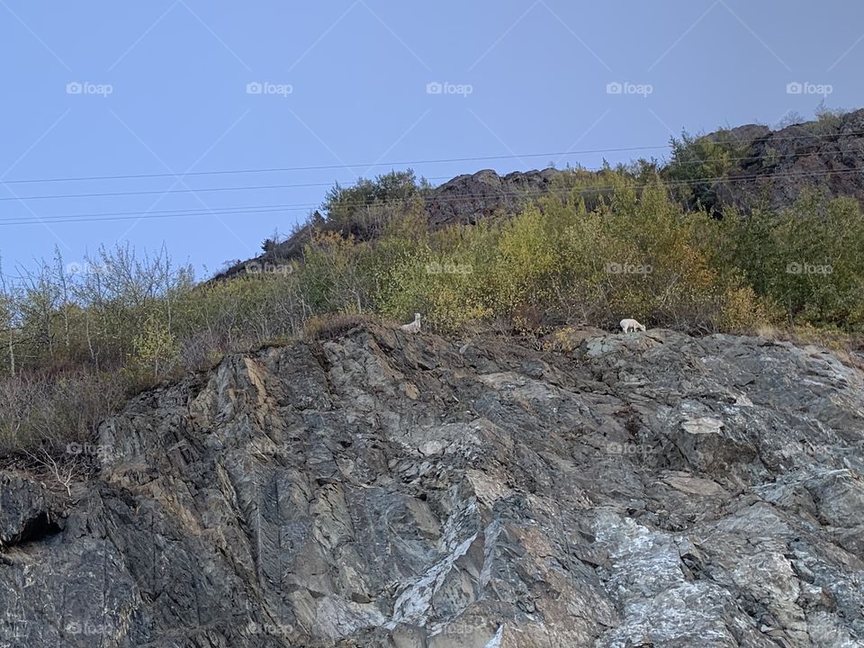 Wild sheep on the cliffs