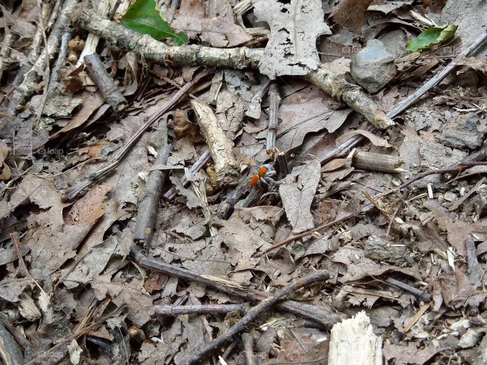 spider