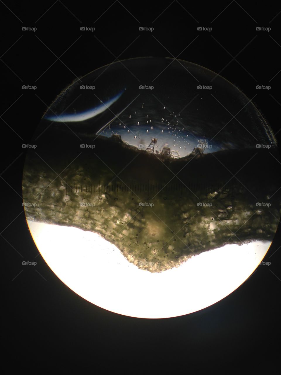 Cross section of a leaf at 100x or city skyline at night?
