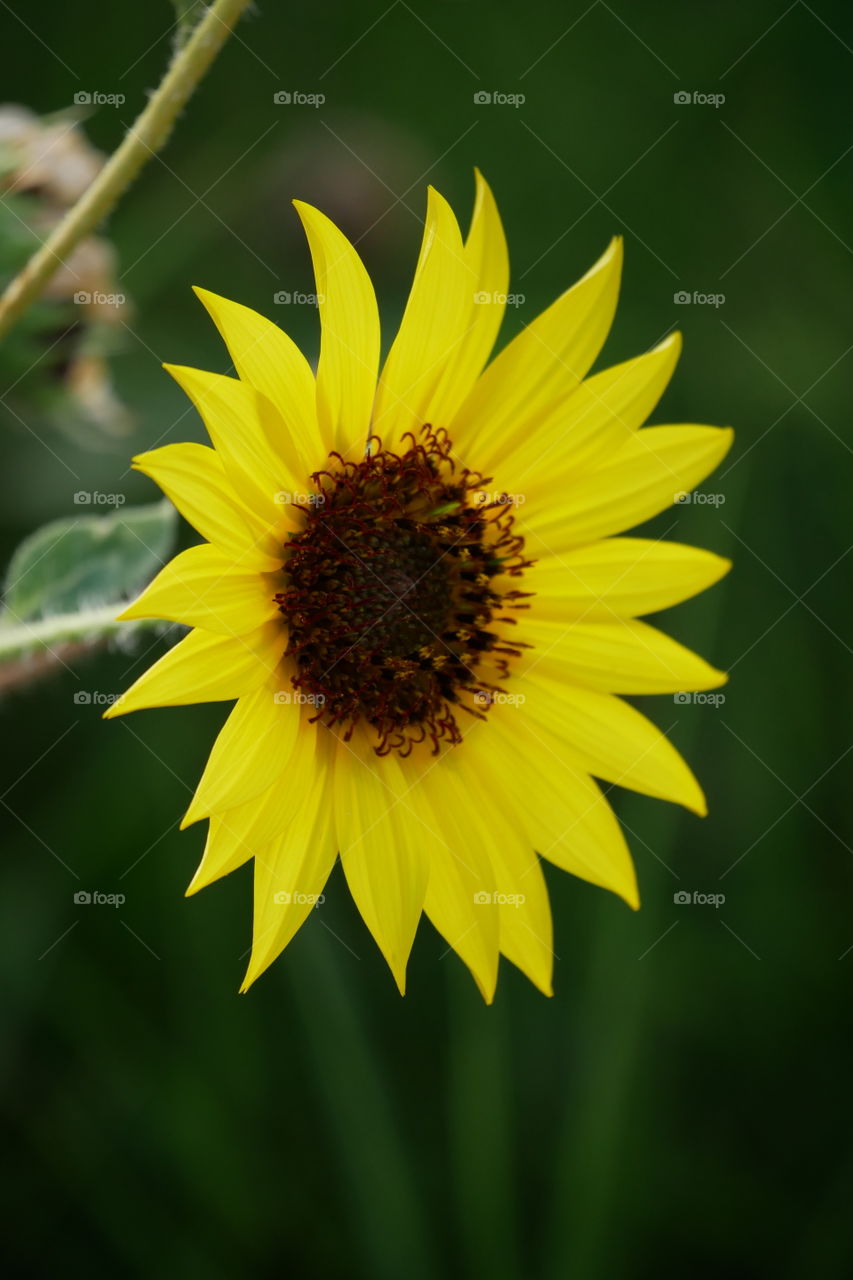 Perspective on a Wild Sunflower