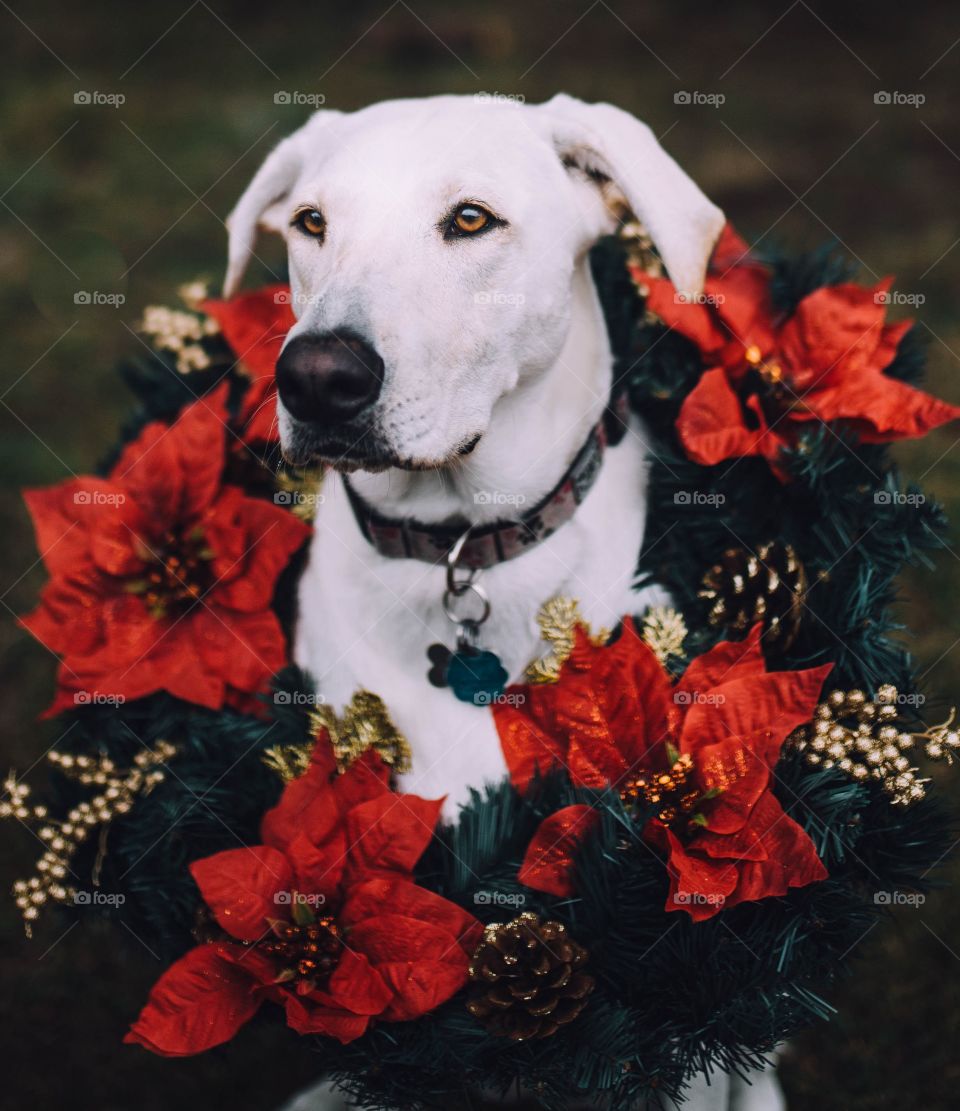 Christmas dog