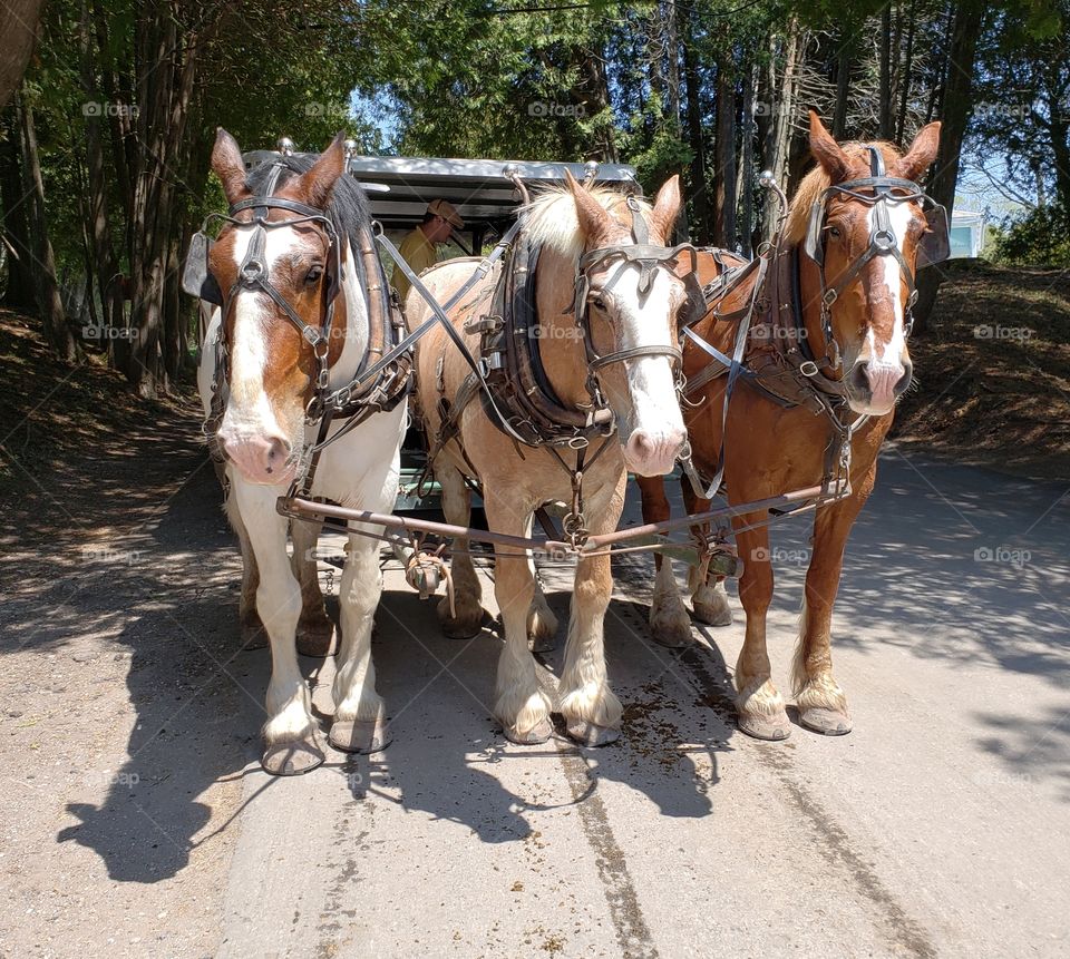 Horse drawn carriage ride on a beautiful day.