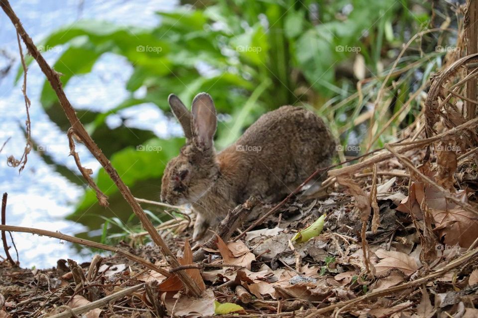 Wild rabbit in nature in autumn