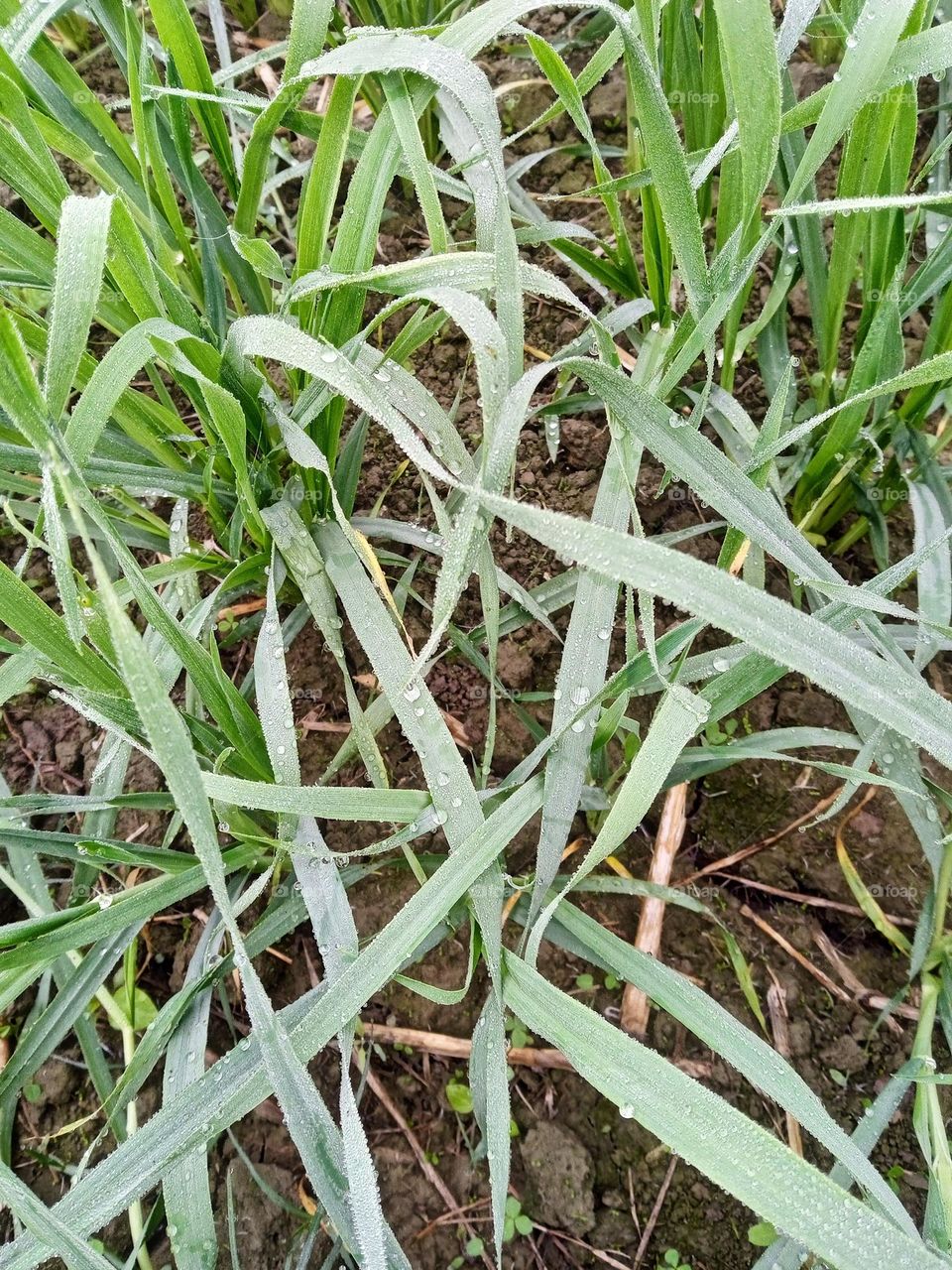 wheat plant and green color