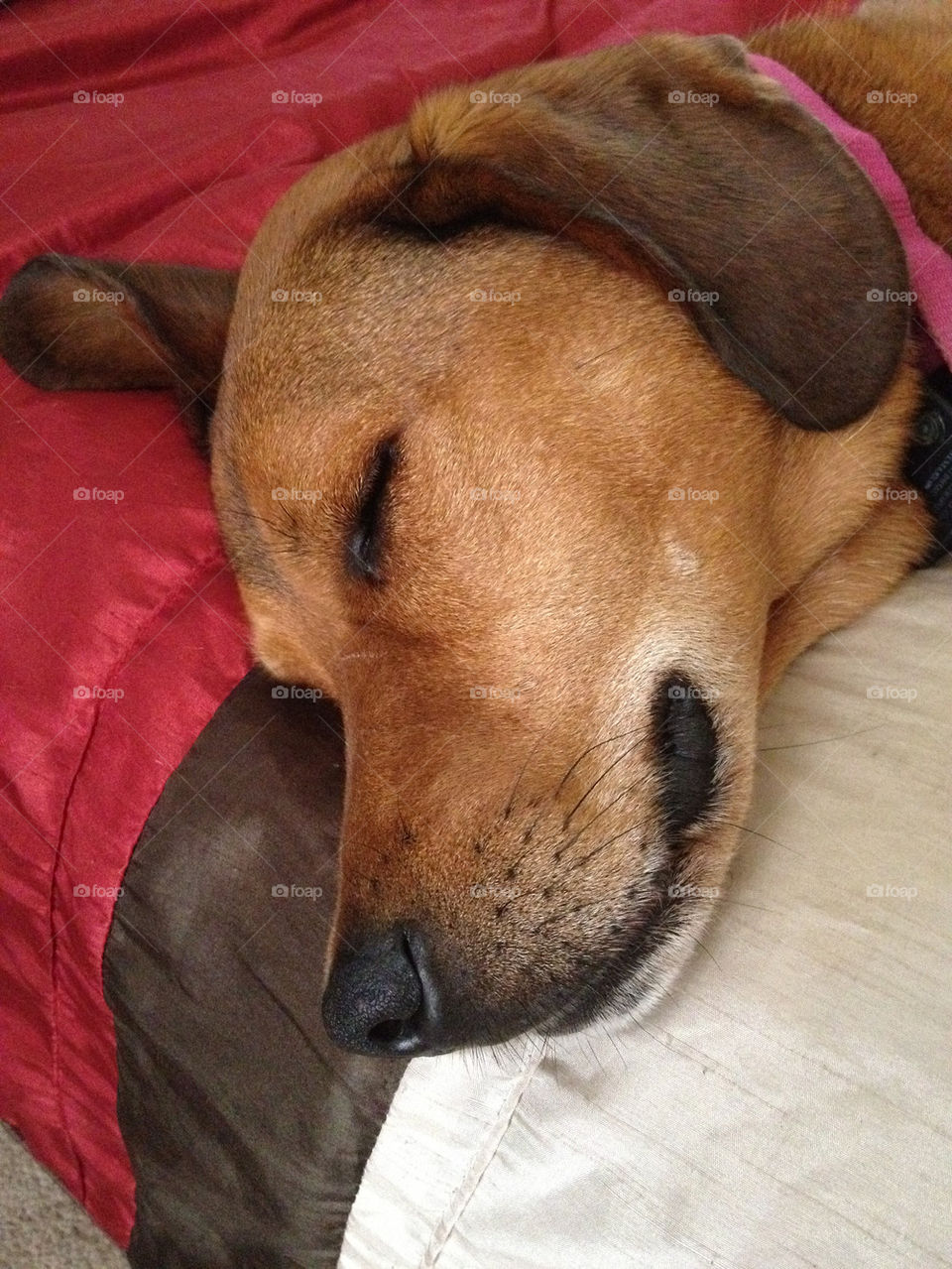 red dog sleeping ridgeback by austin_harshman