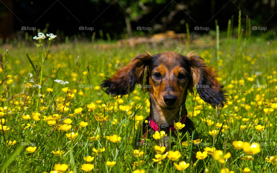 Dog in a meadow