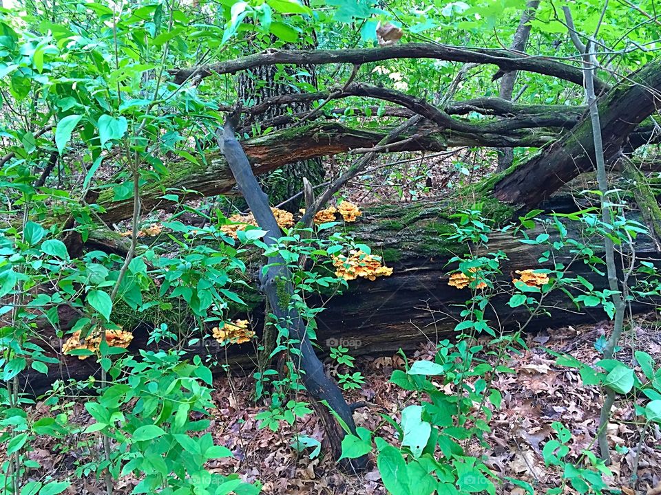 Fallen Tree. This fallen tree was along the trail around Mill Bluff at Mill Bluff State Park in Camp Douglas, Wisconsin.