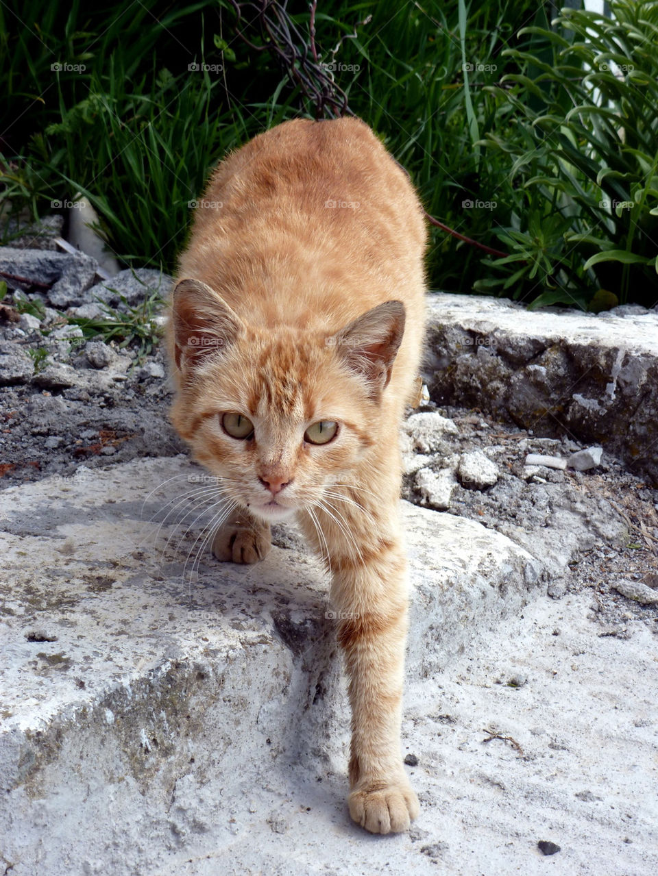 Cat on the street