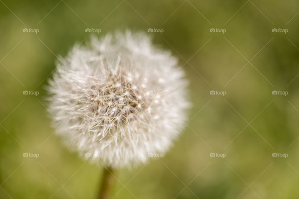 Dandelion