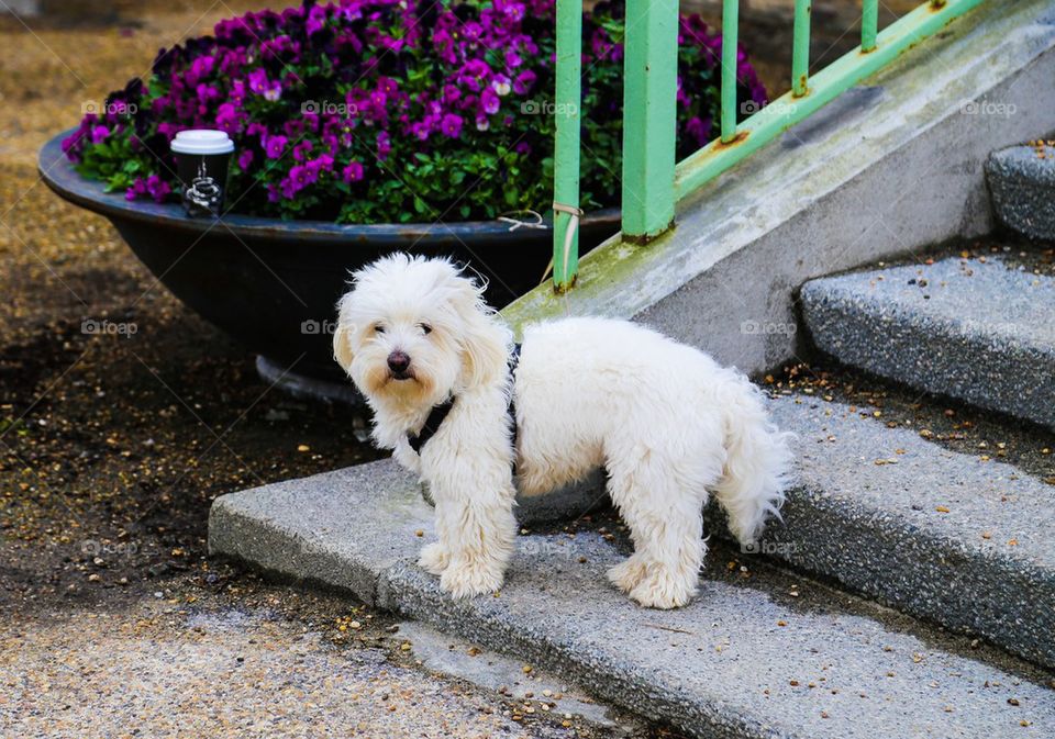 Cute white dog