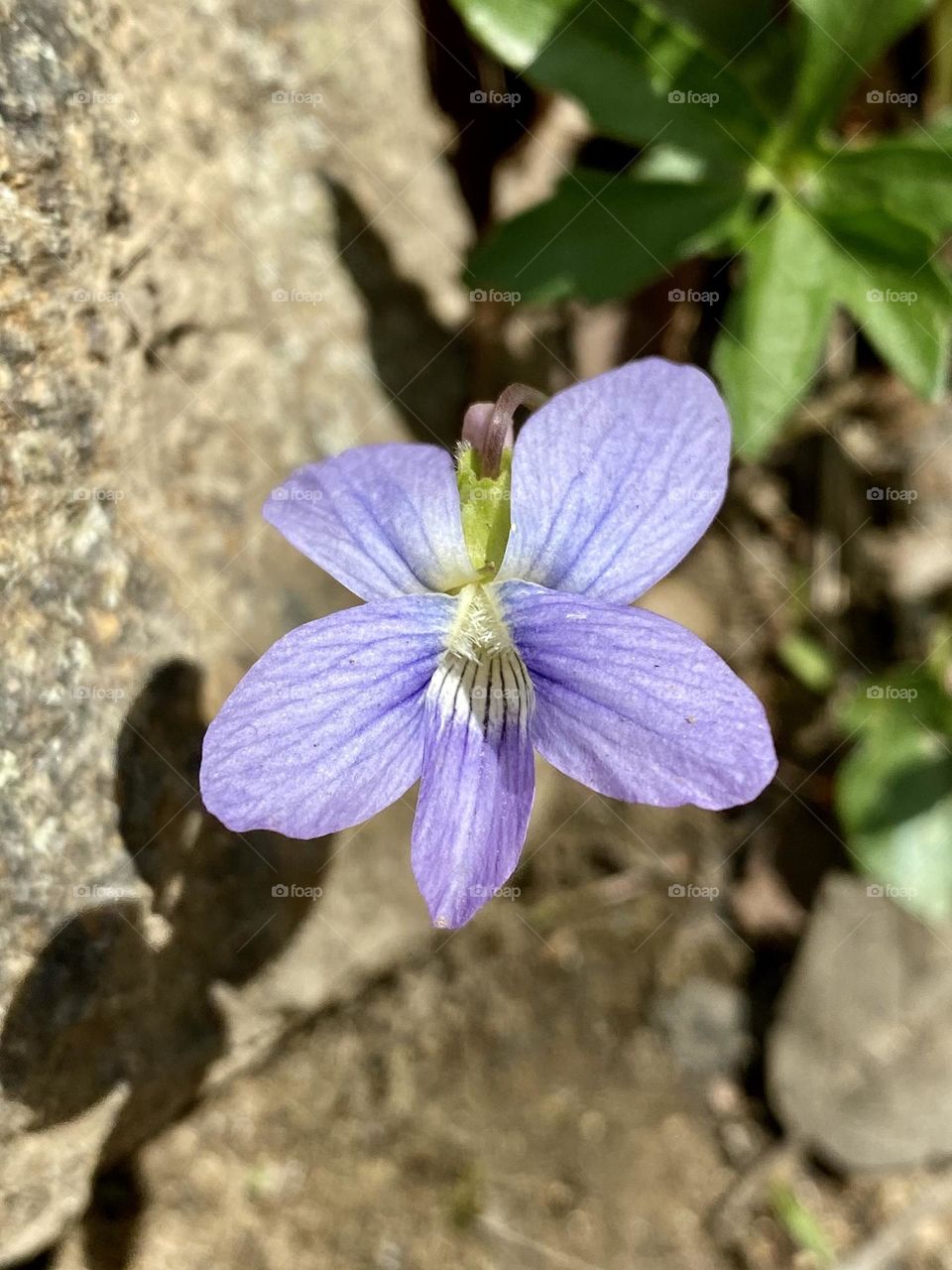 A violet with its shadow cast on a rock