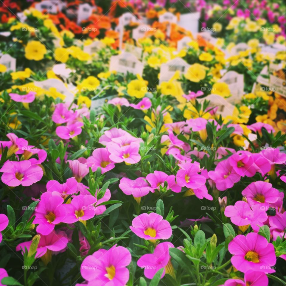 Petunias 