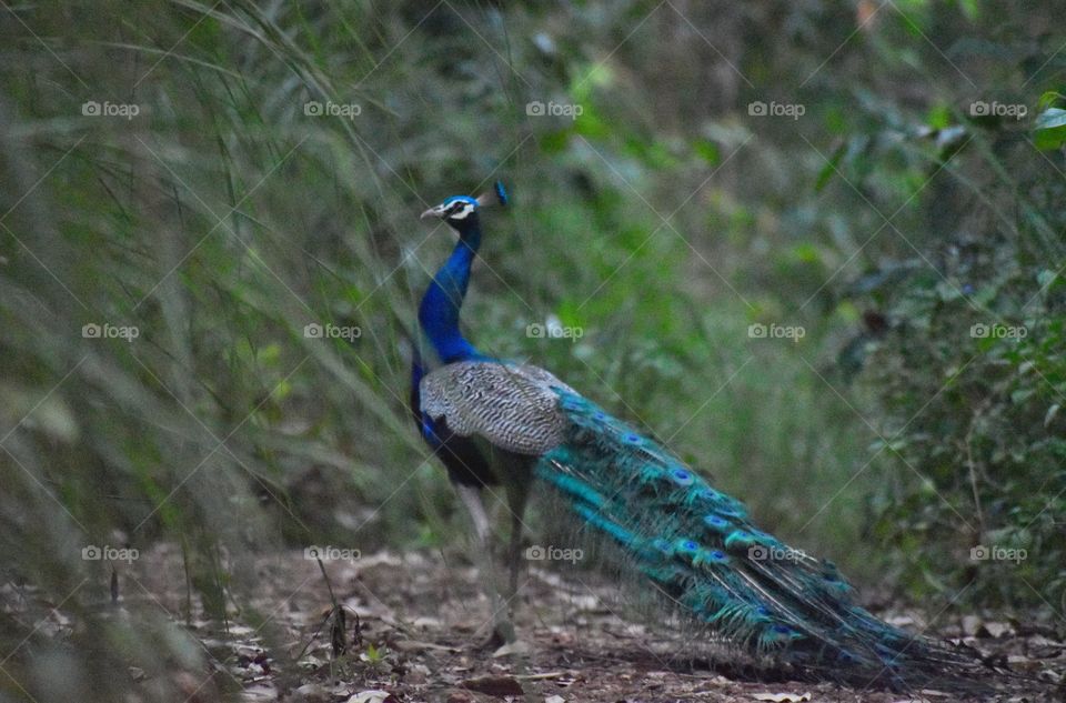 Peacock in forest pathway
