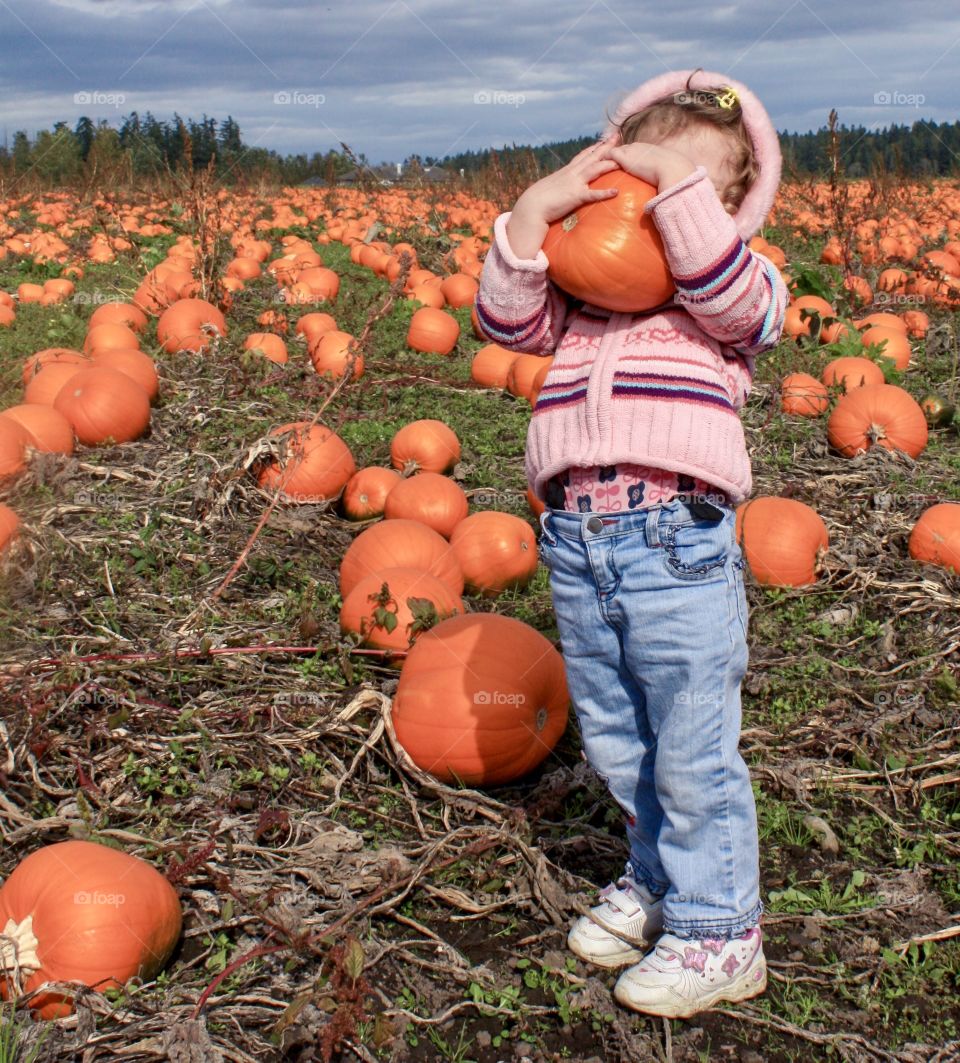Little girl lifts heavy pumpkin in the middle of a vast pumpkin patch