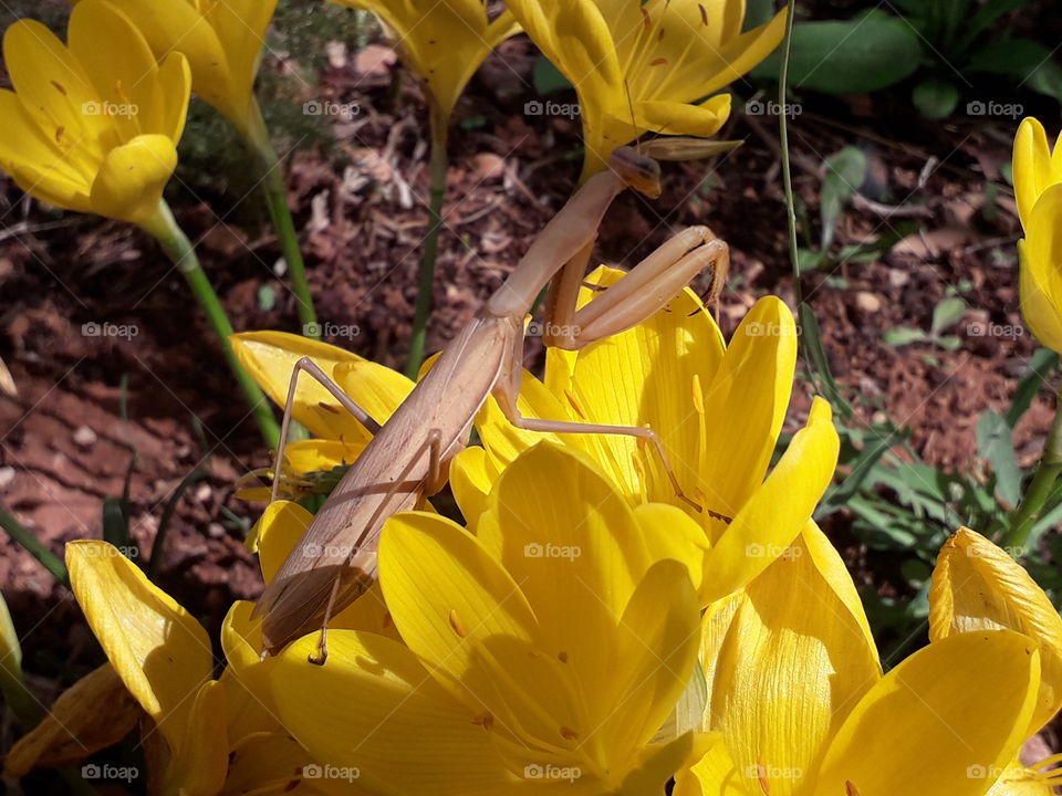Mantis in flowers