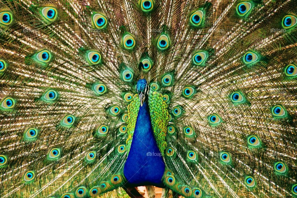 Peacock Dance