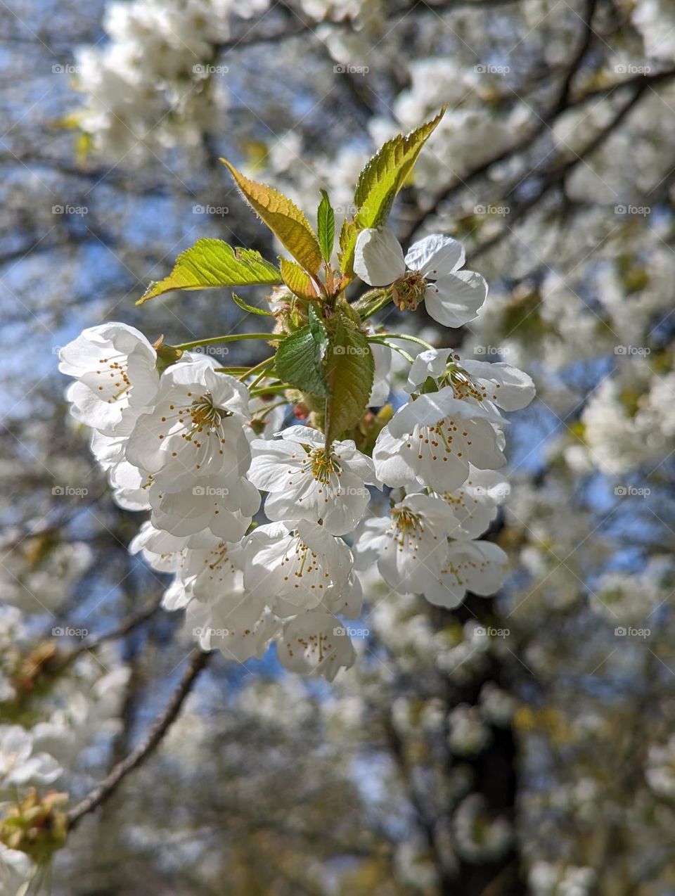 White Flower