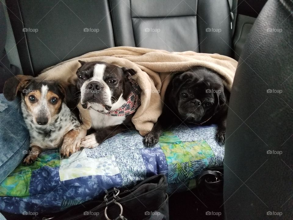 3 piggies in a blanket