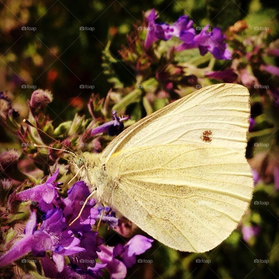 garden summer butterfly by akempe