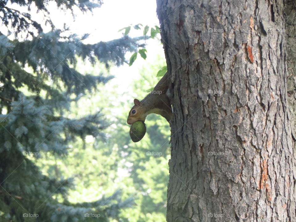 Small squirrel, big nut