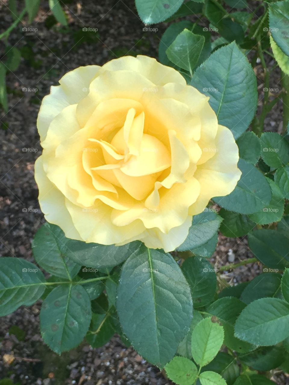 Buttery yellow rose