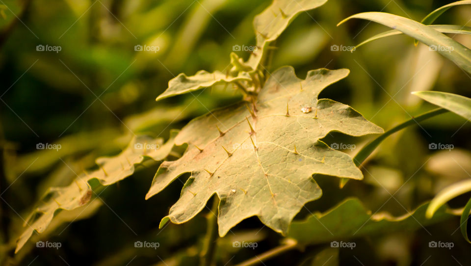 Thorn Leaf