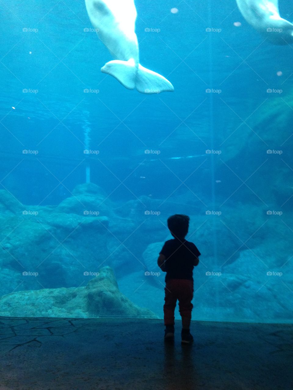 Boy looking at the beluga whales.