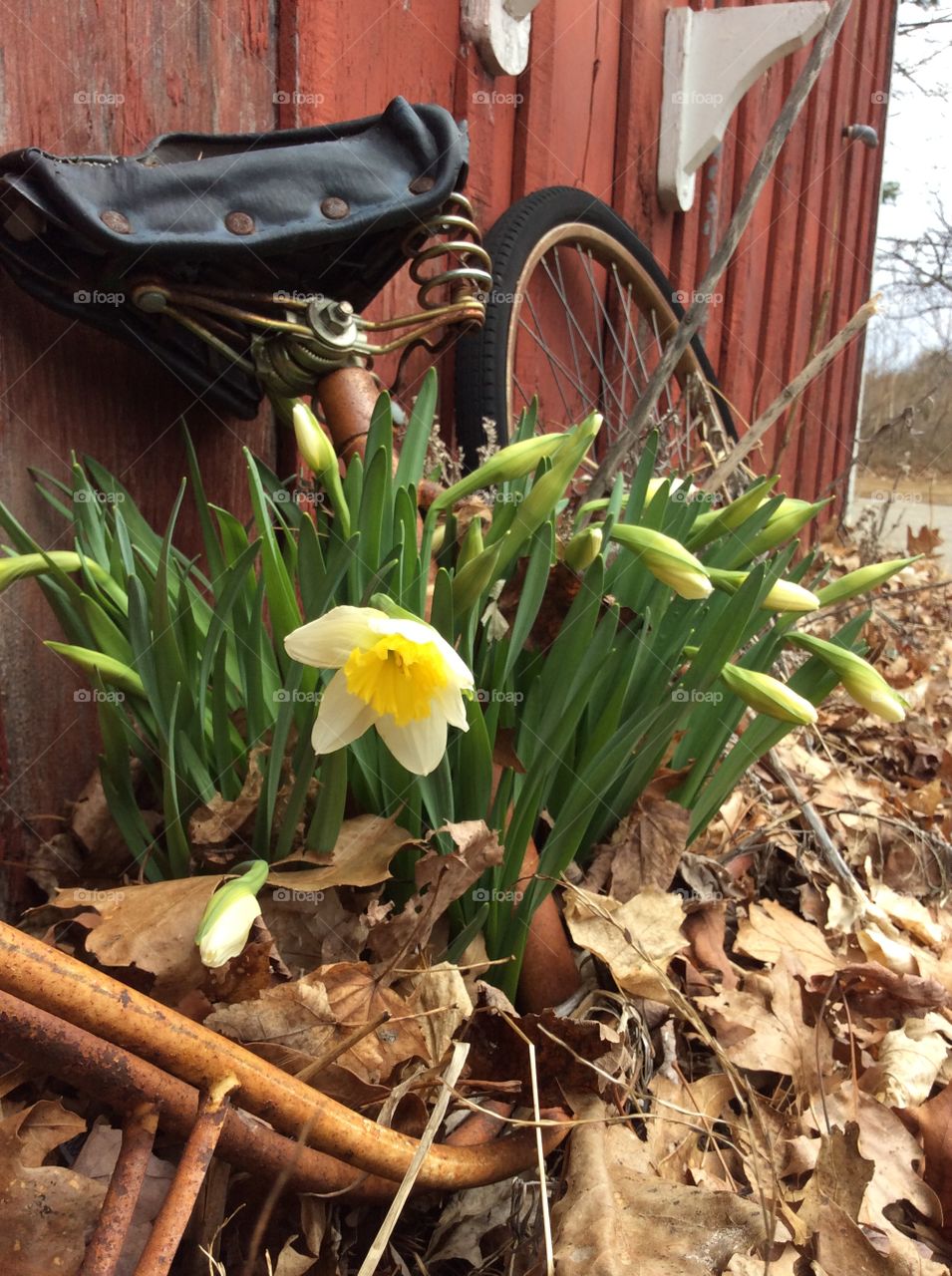 Josephine's Bike in Spring. Friend's old vintage bike next to our barn before spring clean up