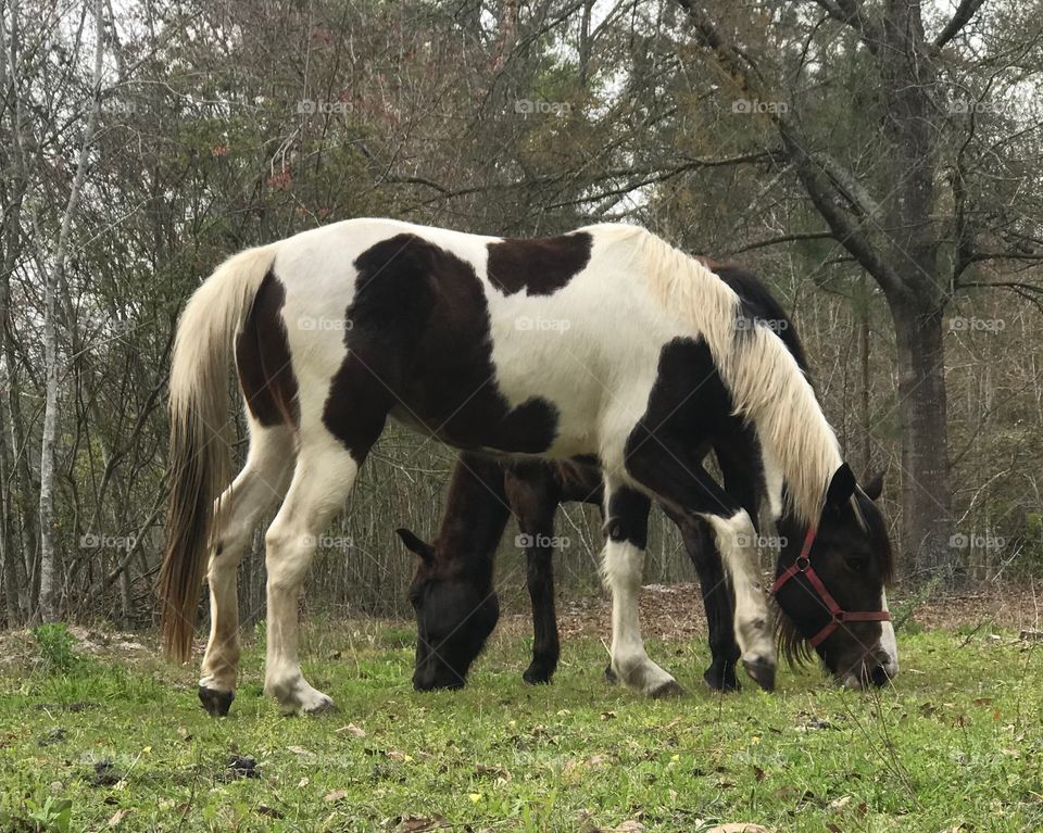 Bella and 38 grazing 