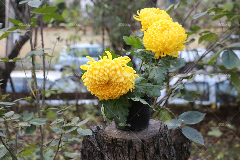 Beautiful yellow flowers