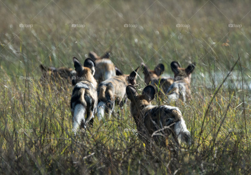 Wild dogs on the hunt