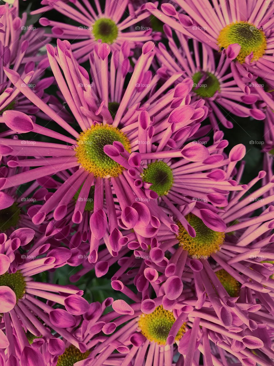 Full farme of pink flower