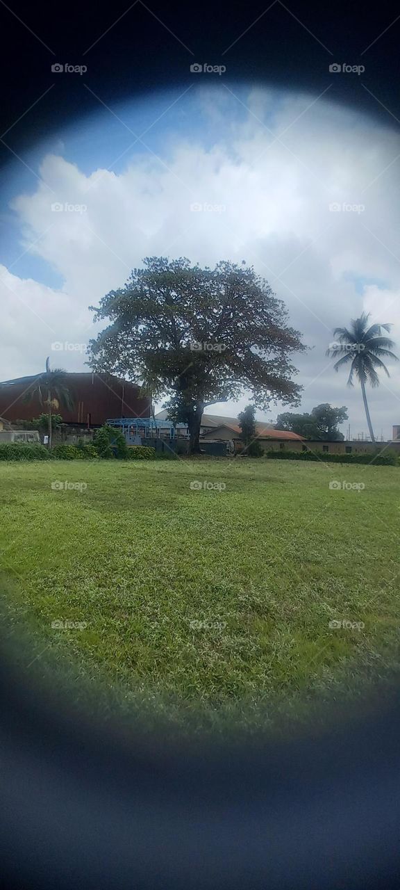 The beauty of nature.  Lovely trees with perfectly trimmed green grass with a view of the big blue sky .