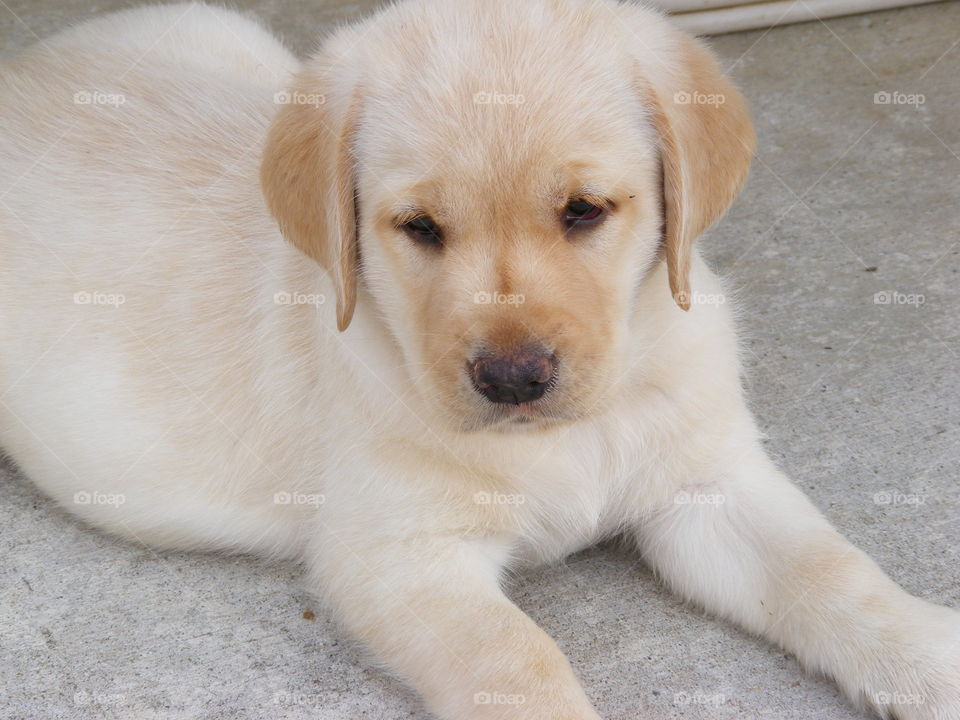 Yellow lab puppy