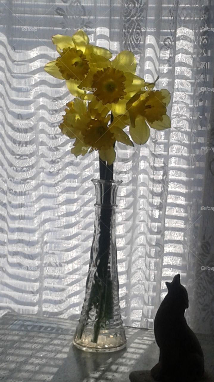 daffodils with shadow friend
