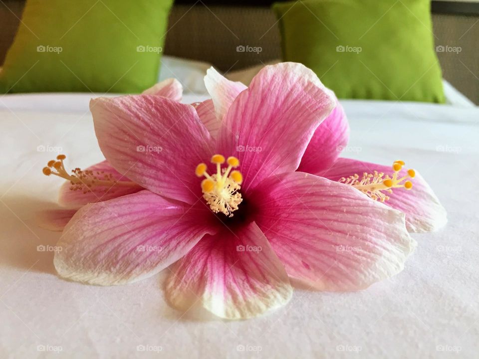 Barbie style! Pink flower on the bed 