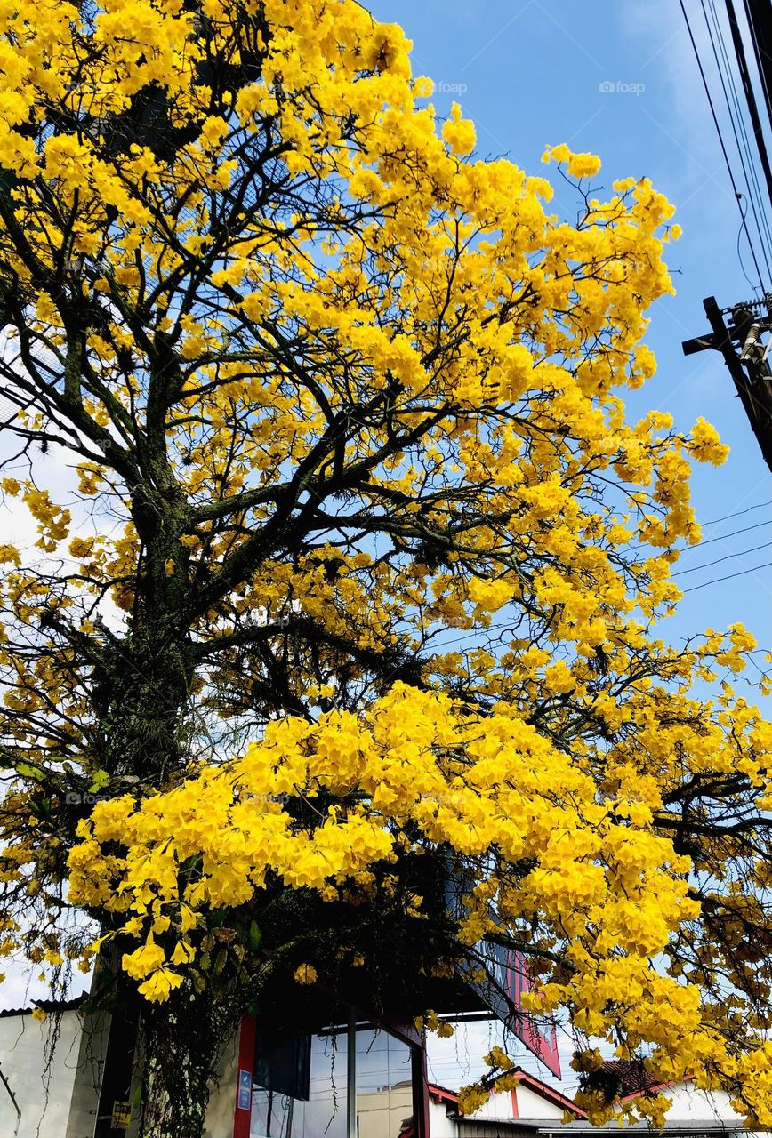 beautiful yellow flowers tree