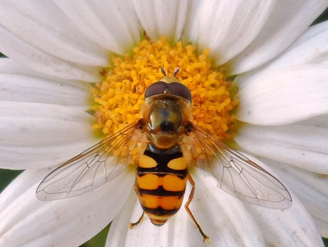 Hoverfly has landed. I'm no wasp, but my eyes are watching you