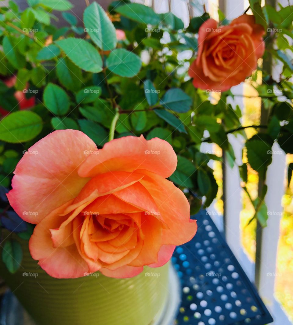 Roses in fall