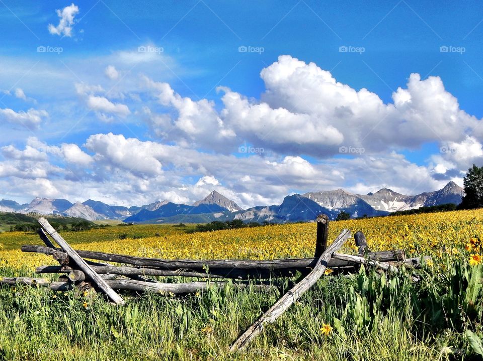 Colorado landscape of wildflowers and mountains