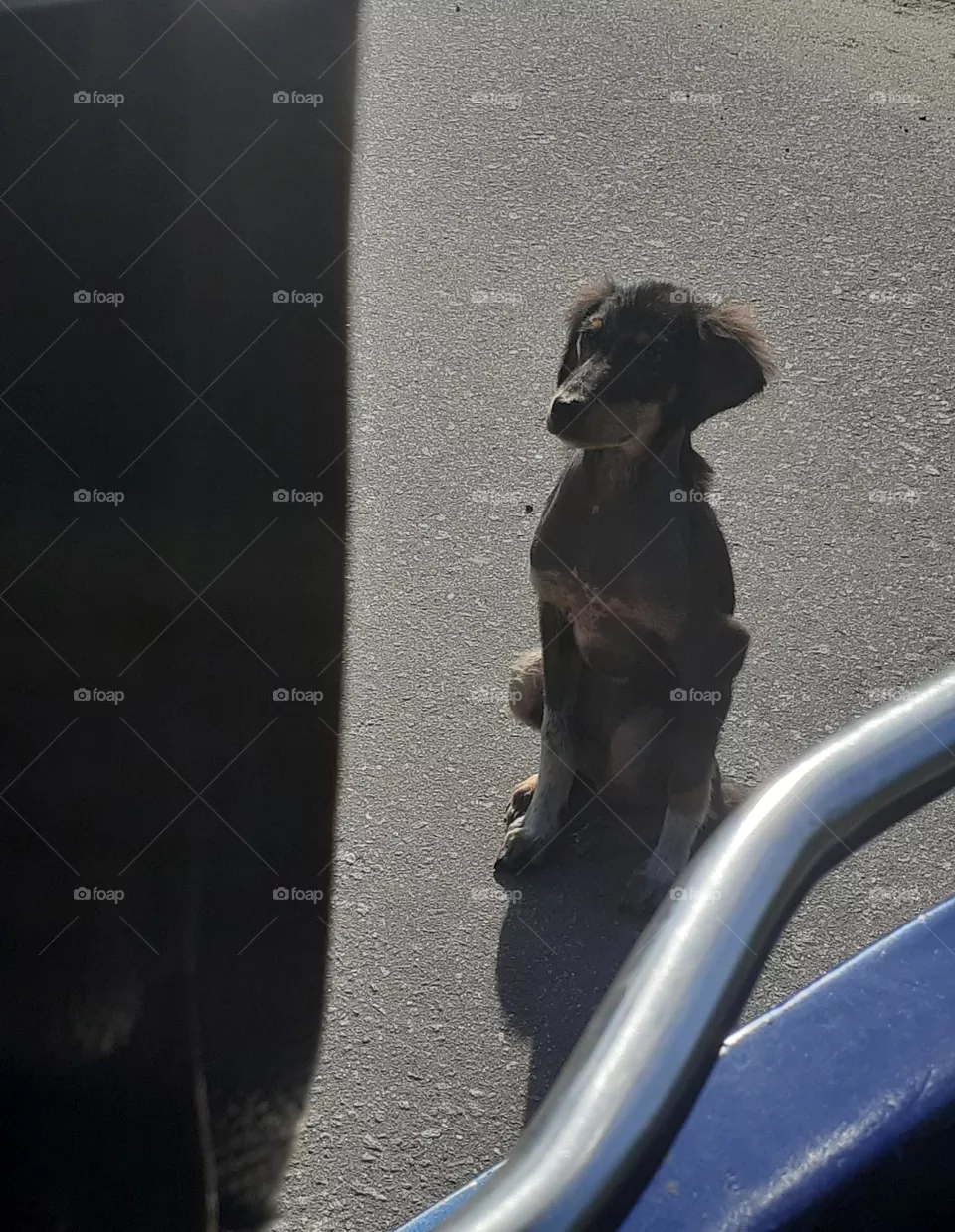 poor street dog