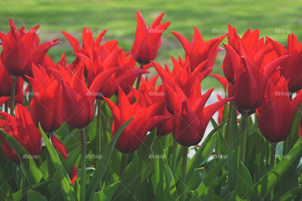 Beautiful red colour flower