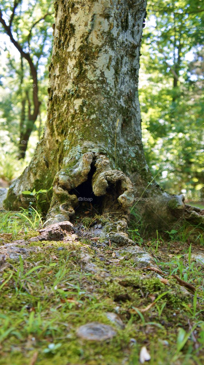 View of tree trunk with moss