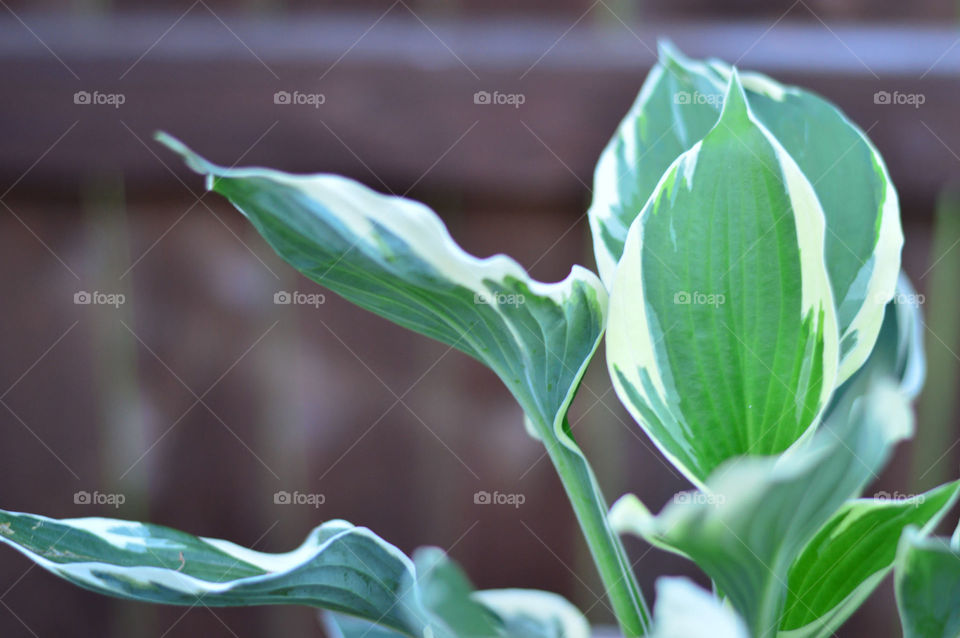 Hasta minuteman green white leaves bokeh