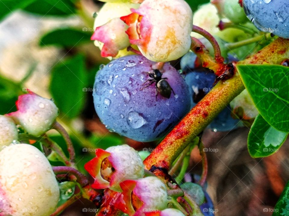 a black spider on a blueberry berry.