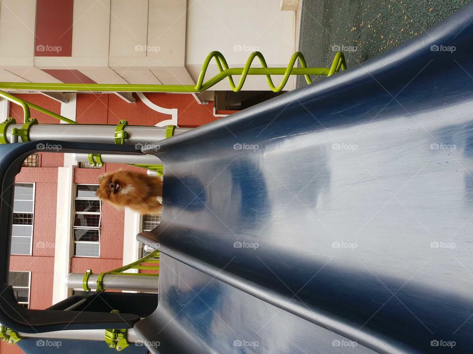 Dog enjoys playing slides ...having fun