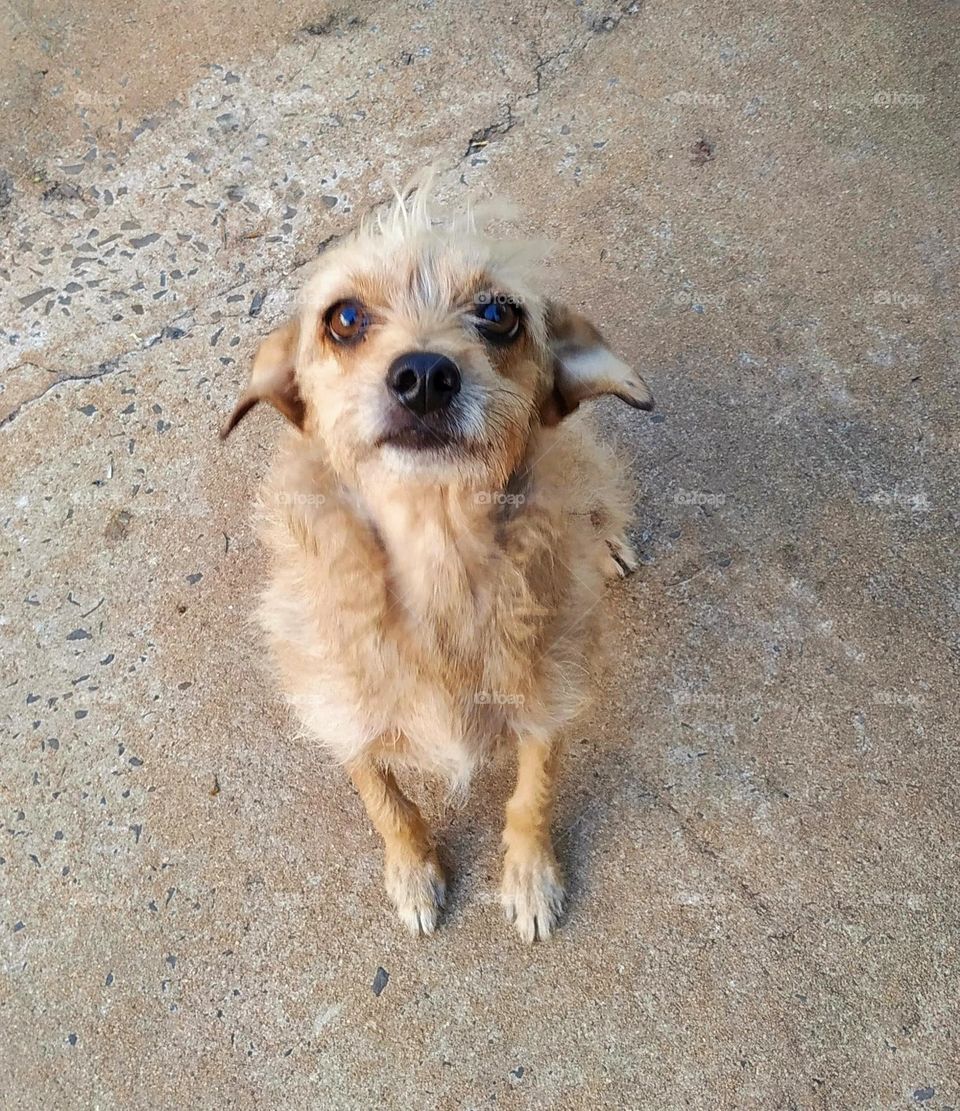 A nice little caramel-colored dog, with her little black snout, sparkling eyes and her fluttering fur that looks like a toss, here's the retort of love in a photo