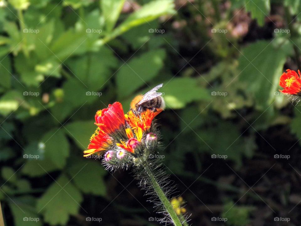 Hummel auf einer Wildpflanze