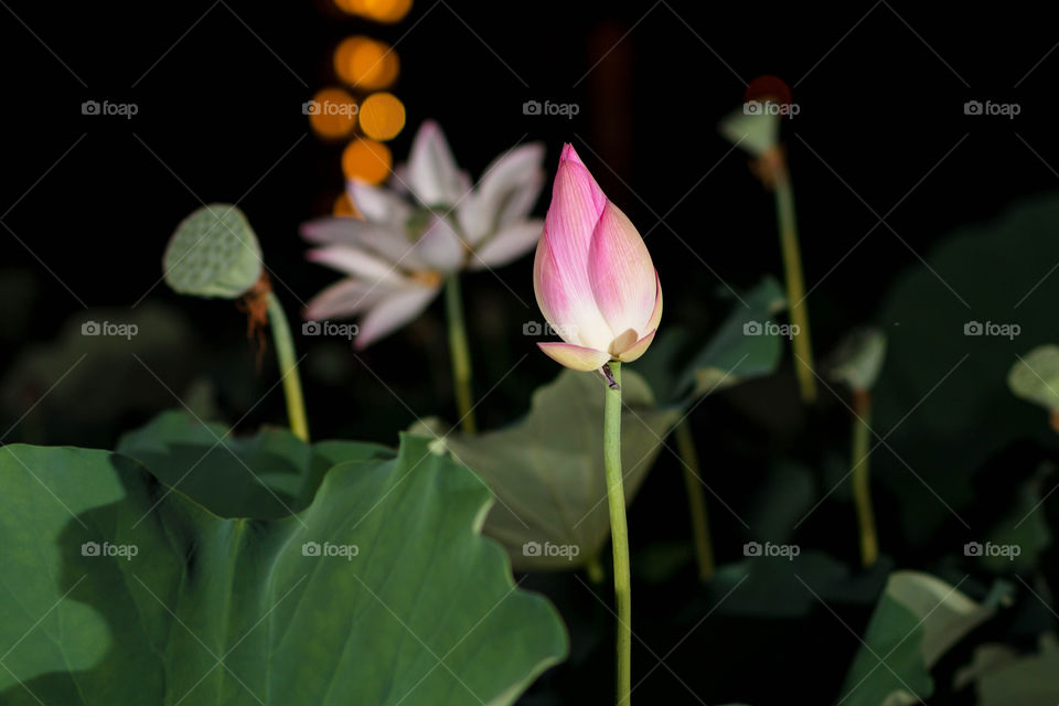 The lotus flower in the night 